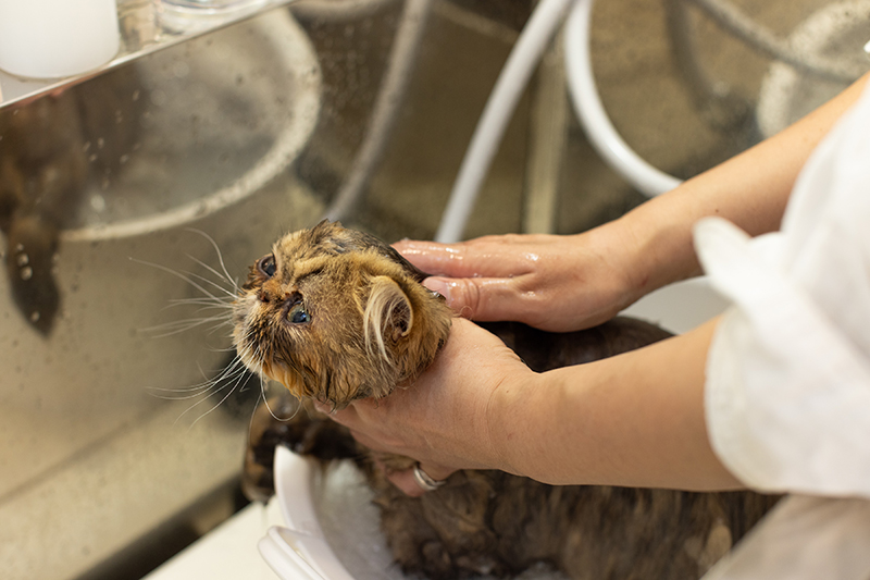 猫専門だからこその技術力